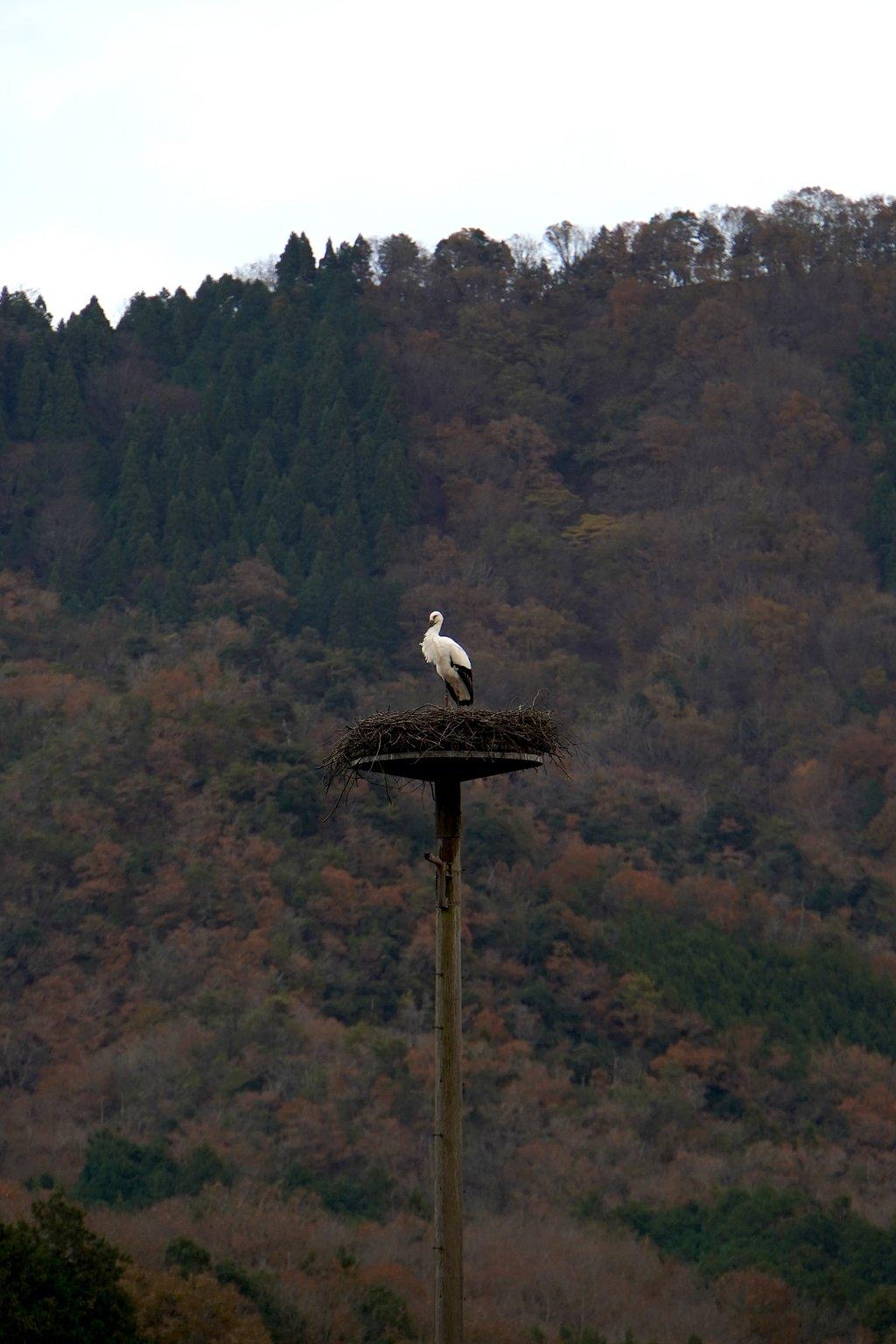 野生のコウノトリの撮影に成功！