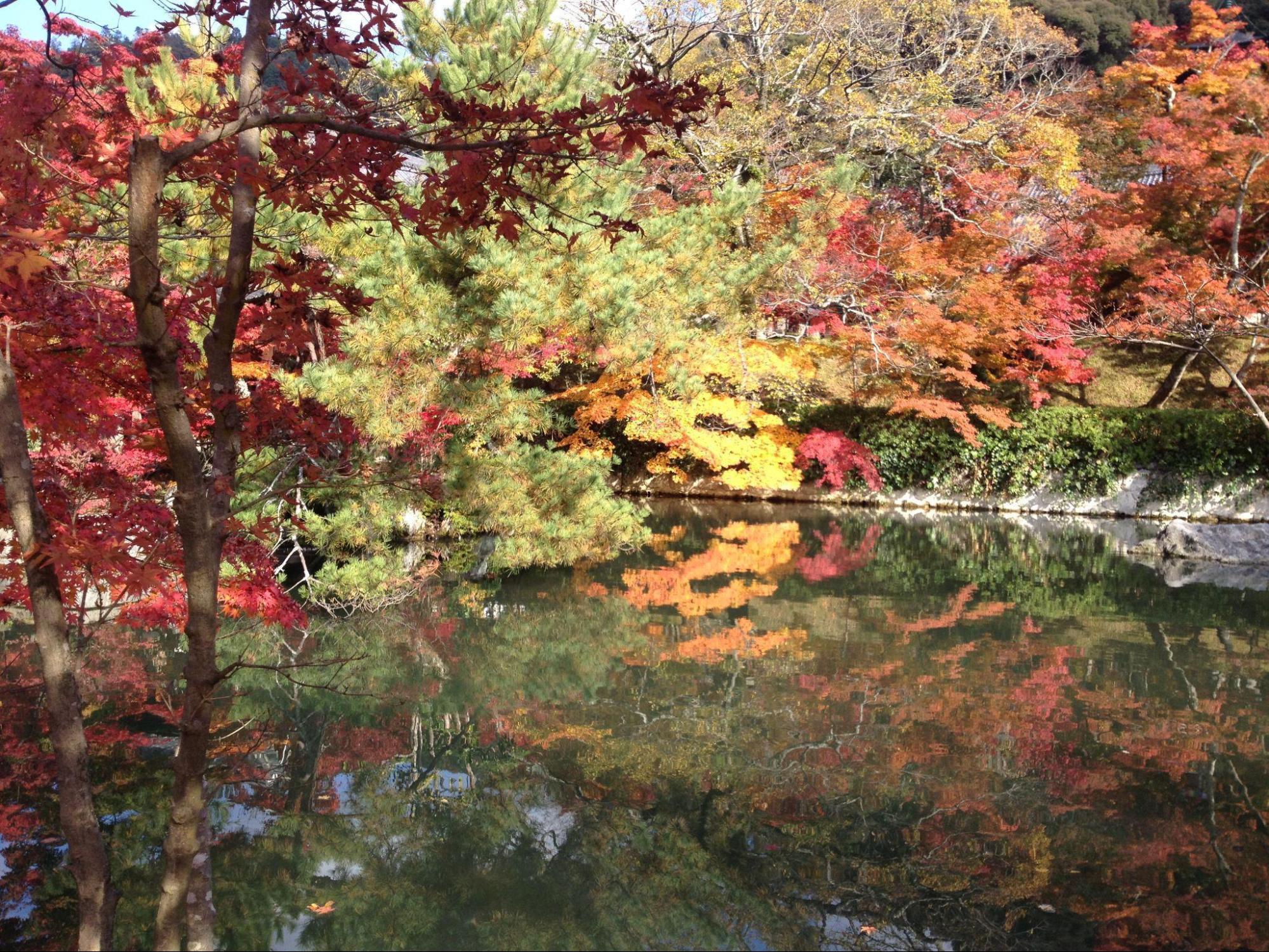 【賞楓地圖】楓葉先決的旅行 #HafH秋季旅行推薦🍁